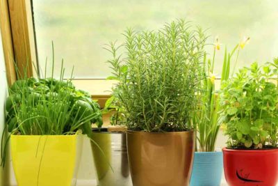 Why Green Plants are the Best Stress Busters?