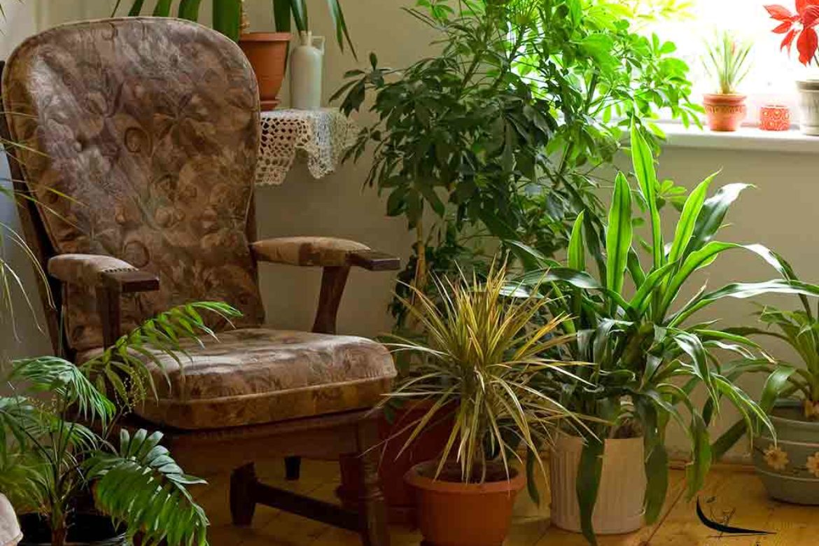 How Home Gardens Add Life To Personal Spaces?