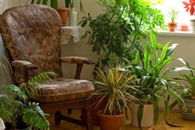 How Home Gardens Add Life To Personal Spaces?